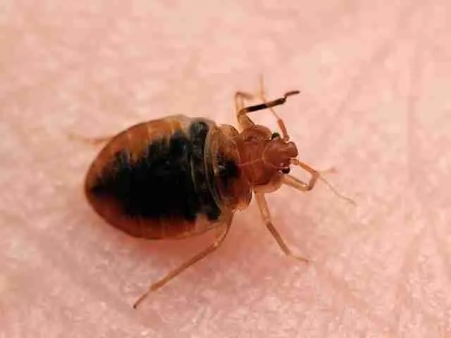 Photos & Resources Bed Bug Pros of Florida