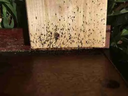 Photos & Resources Bed Bug Pros of Florida