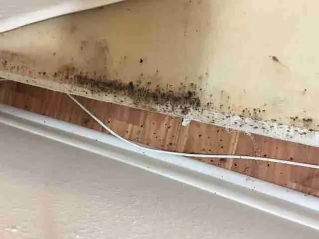 Photos & Resources Bed Bug Pros of Florida