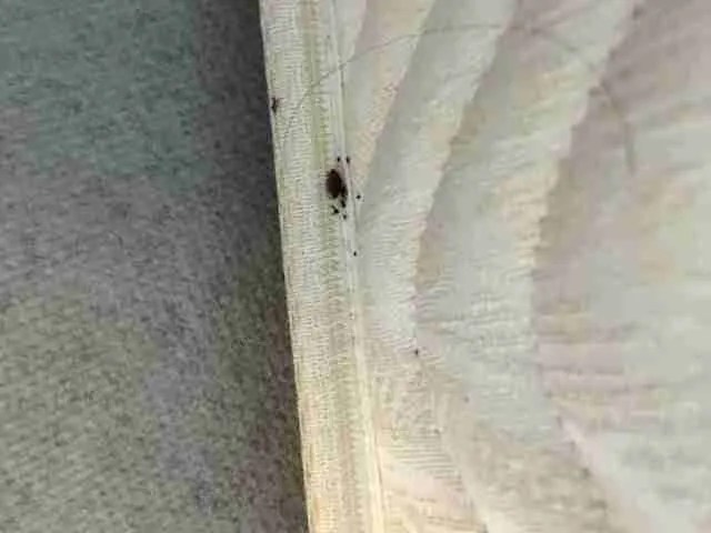 Photos & Resources Bed Bug Pros of Florida