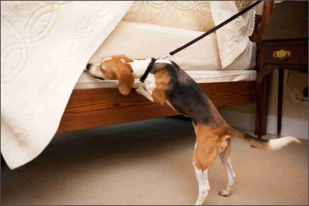 K9 Bed Bug Inspections in Florida Bed Bug Pros of Florida