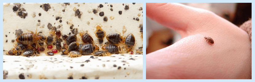 How Did Bed Bugs Get Into My Home And What Can I Do About It?
