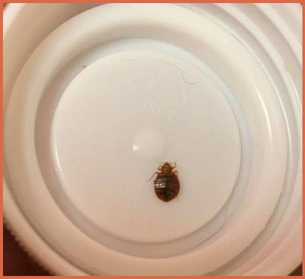 Comprehensive Bed Bug Inspection Checklist 15 Essential Items to