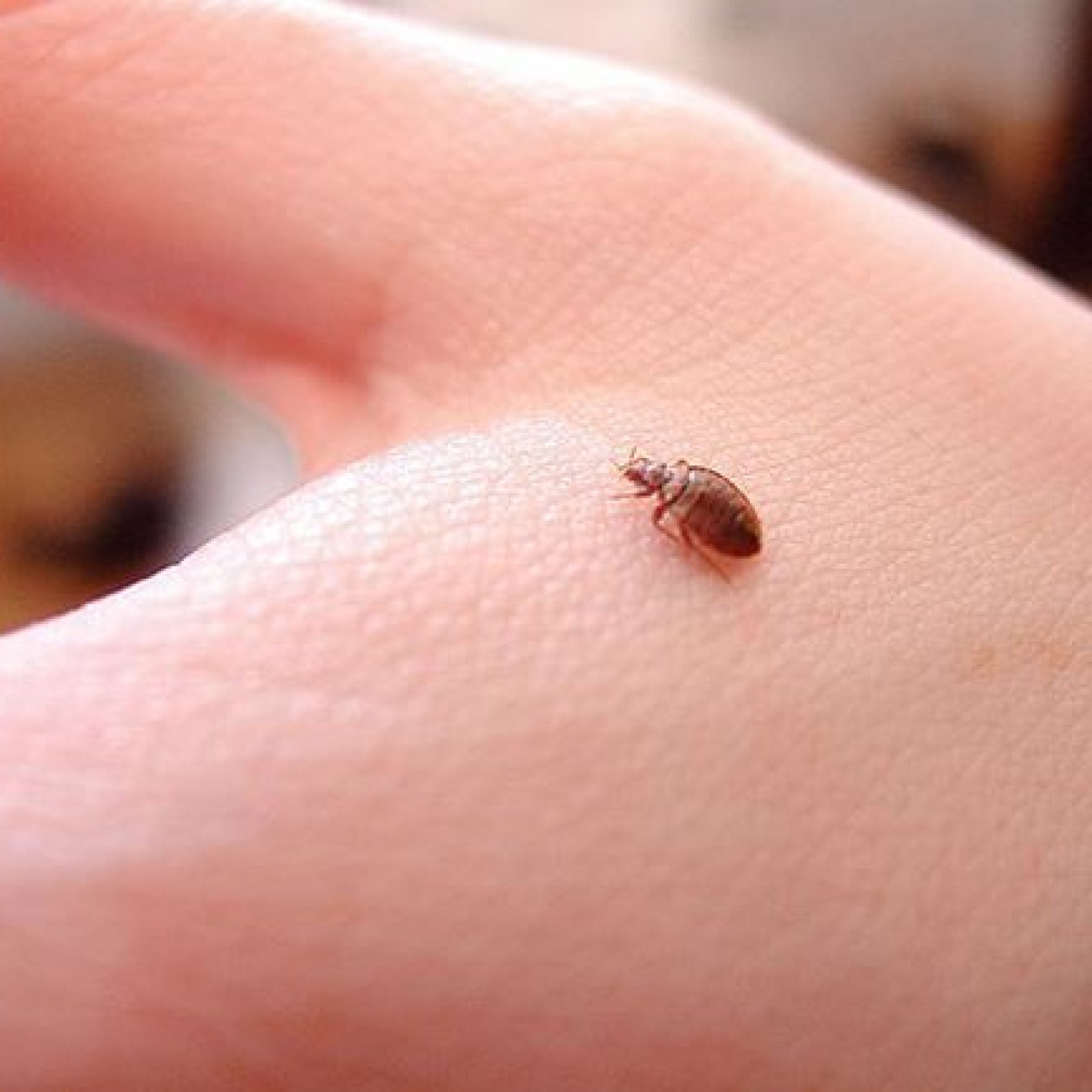 How Do Bed Bugs Not Carry Disease? Chagas Disease Bed Bugs Sprays