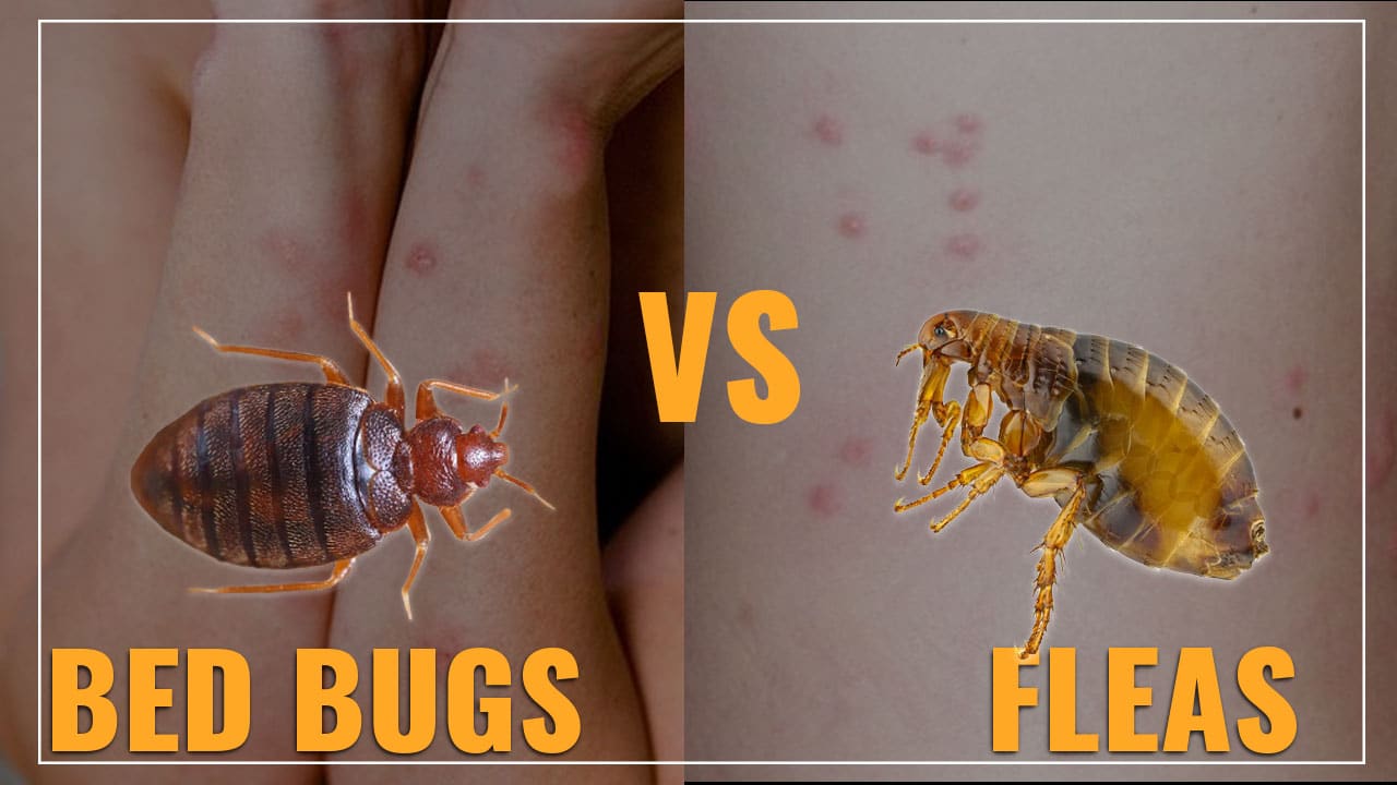 What is the Difference Between Bed Bugs And Fleas? Bed Bugs Sprays