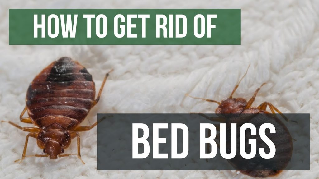 How Do I Get Rid of Bed Bug without Calling an Exterminator? Bed Bugs