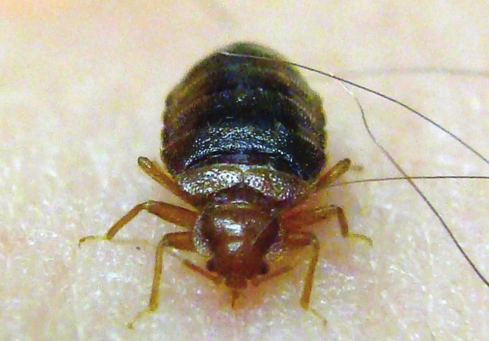The Life of a Bed Bug Bed Bug Treatment Houston