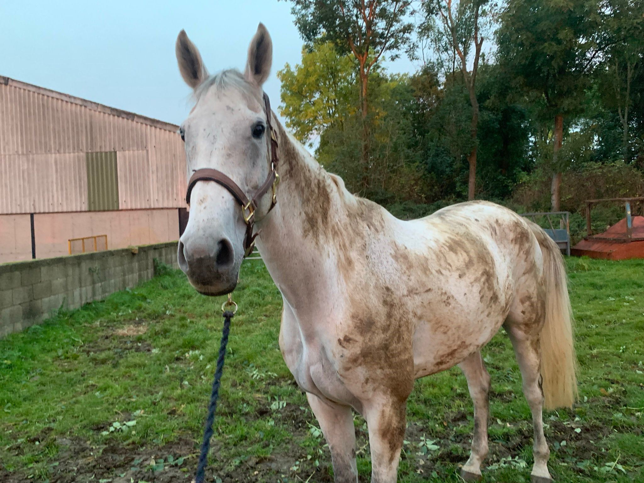 How to Keep Your Grey Horse Grey Bedmax Shavings Equine bedding