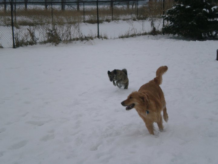 Indianapolis Dog Boarding and Dog Park Bed and Biscuit Kennels