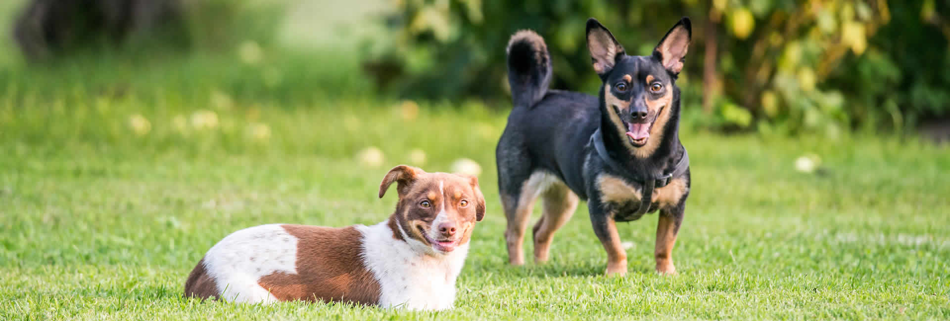 Dog Boarding, Daycare, and Retail Services Bismarck, ND