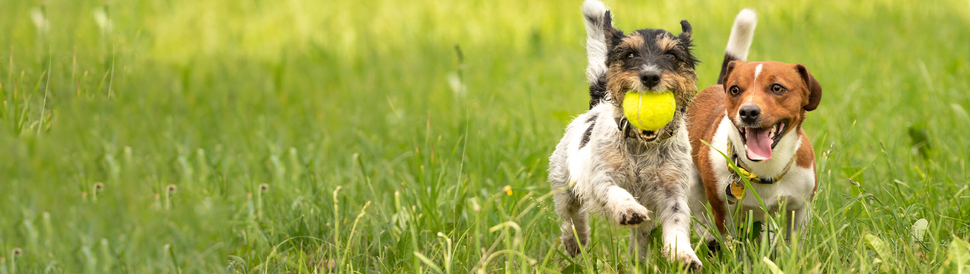 Dog Boarding in Norman, OK Bed N' Bones Kennel