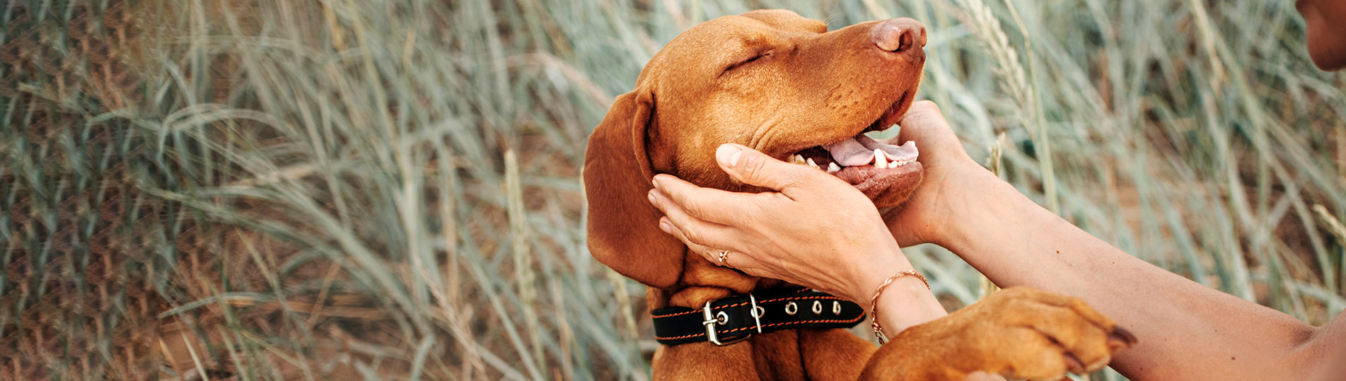 Dog Boarding in Norman, OK Bed N' Bones Kennel