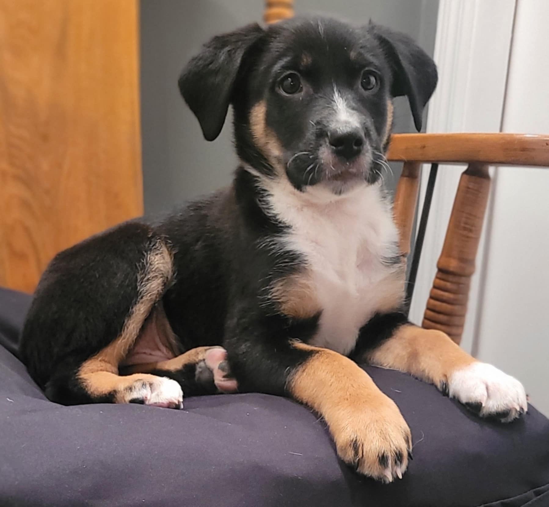 Hercule Poirot Bright Eyes Dog Rescue