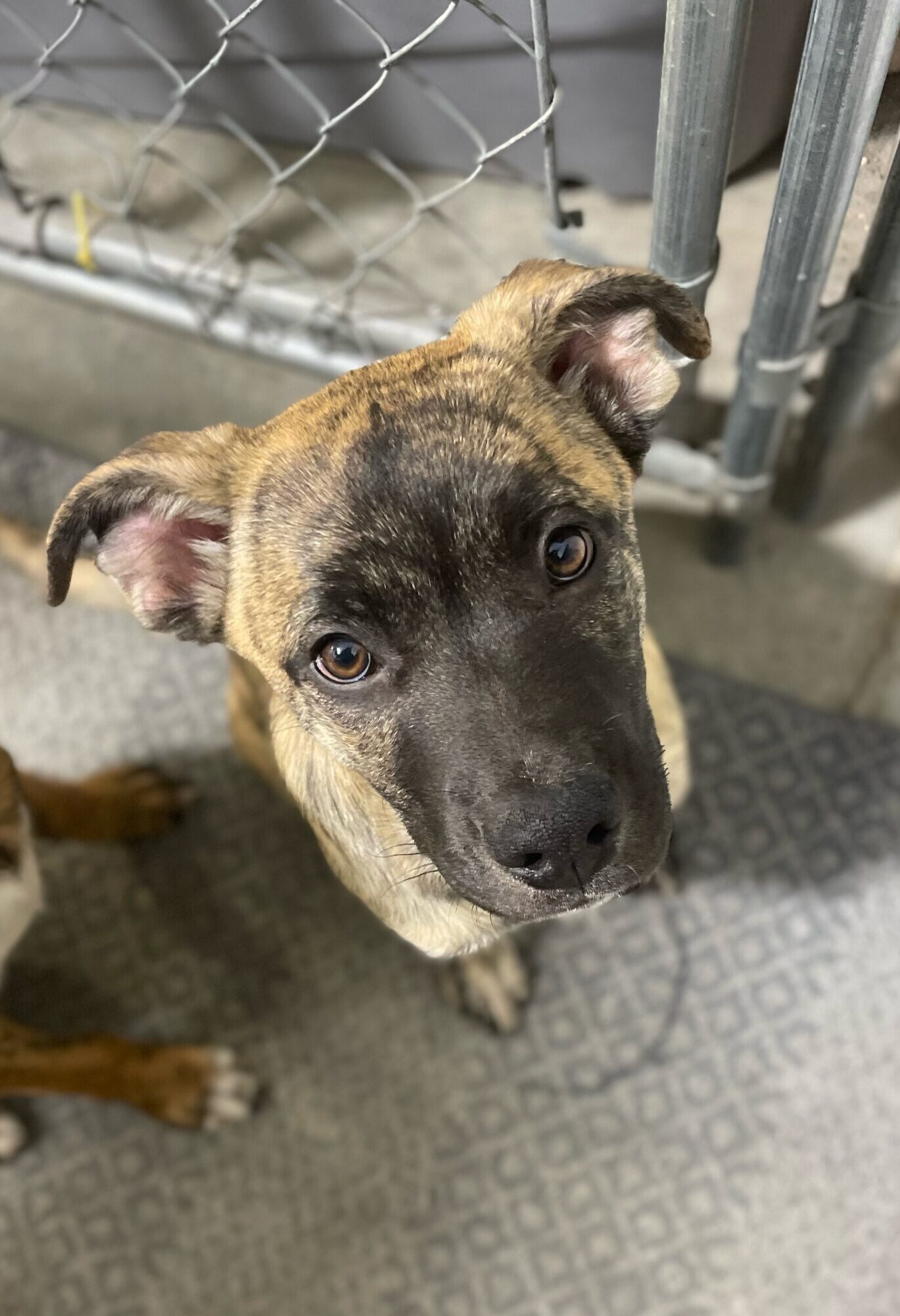 Joe Bright Eyes Dog Rescue