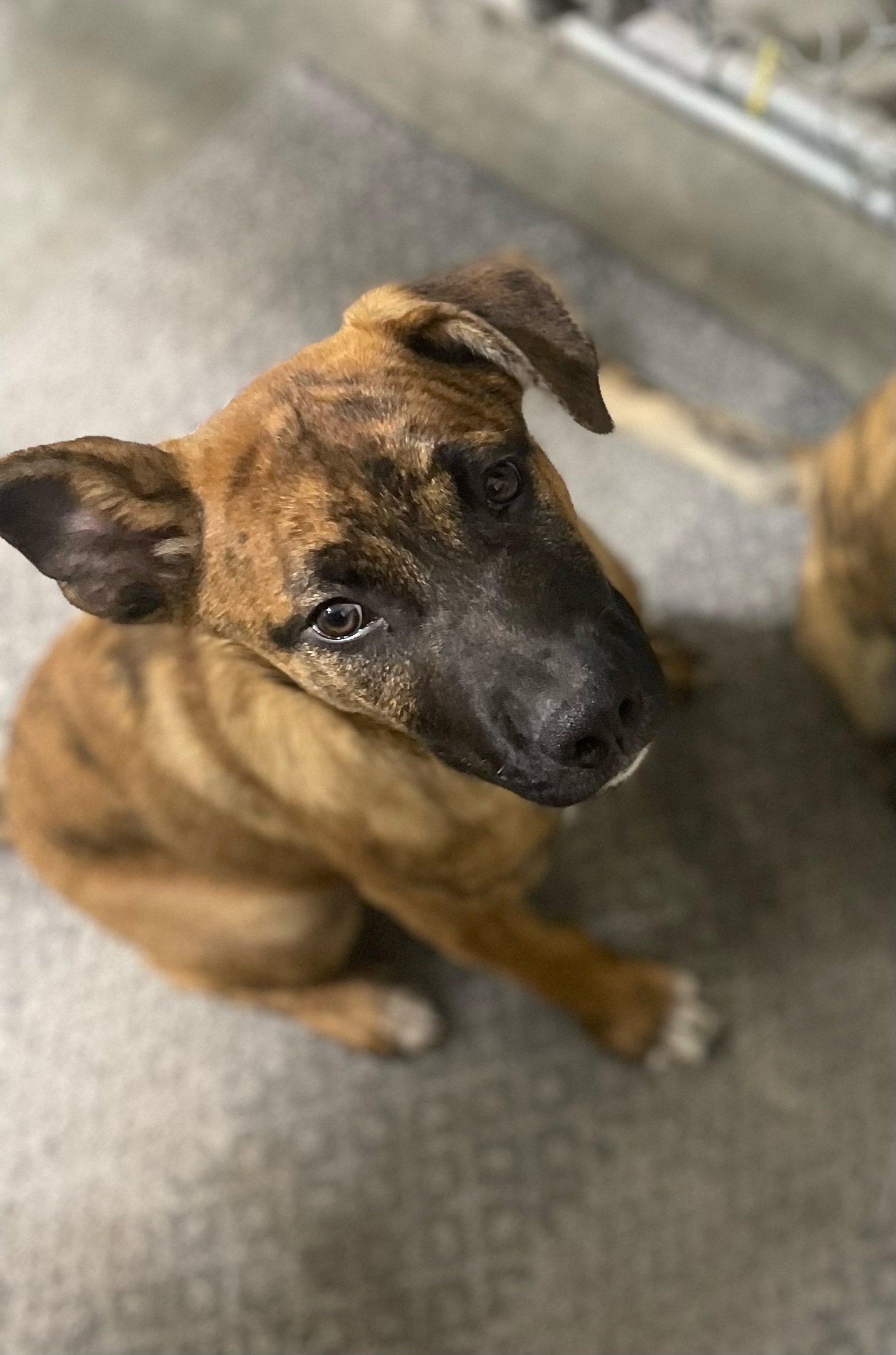 Tiger Bright Eyes Dog Rescue