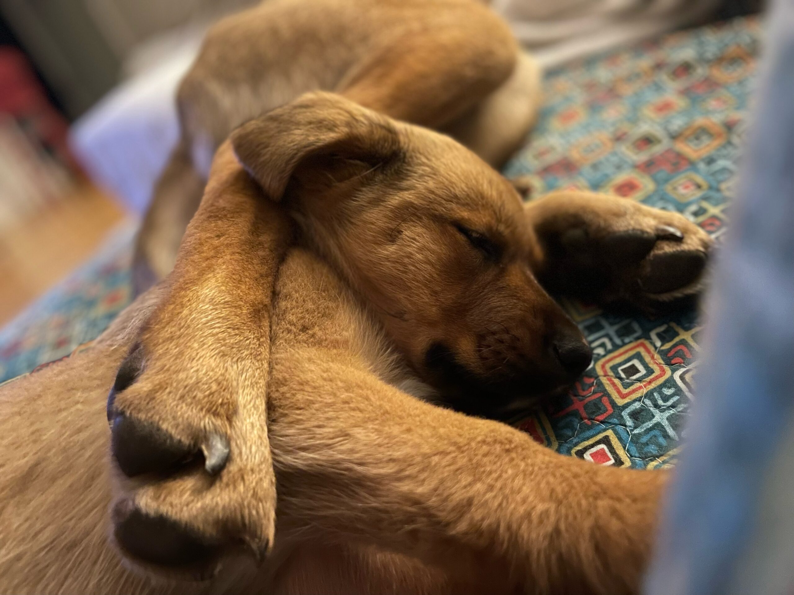 Clarice Starling Bright Eyes Dog Rescue