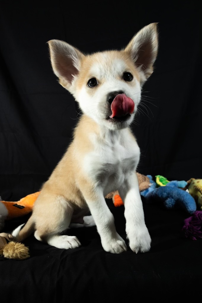 Plusle Bright Eyes Dog Rescue