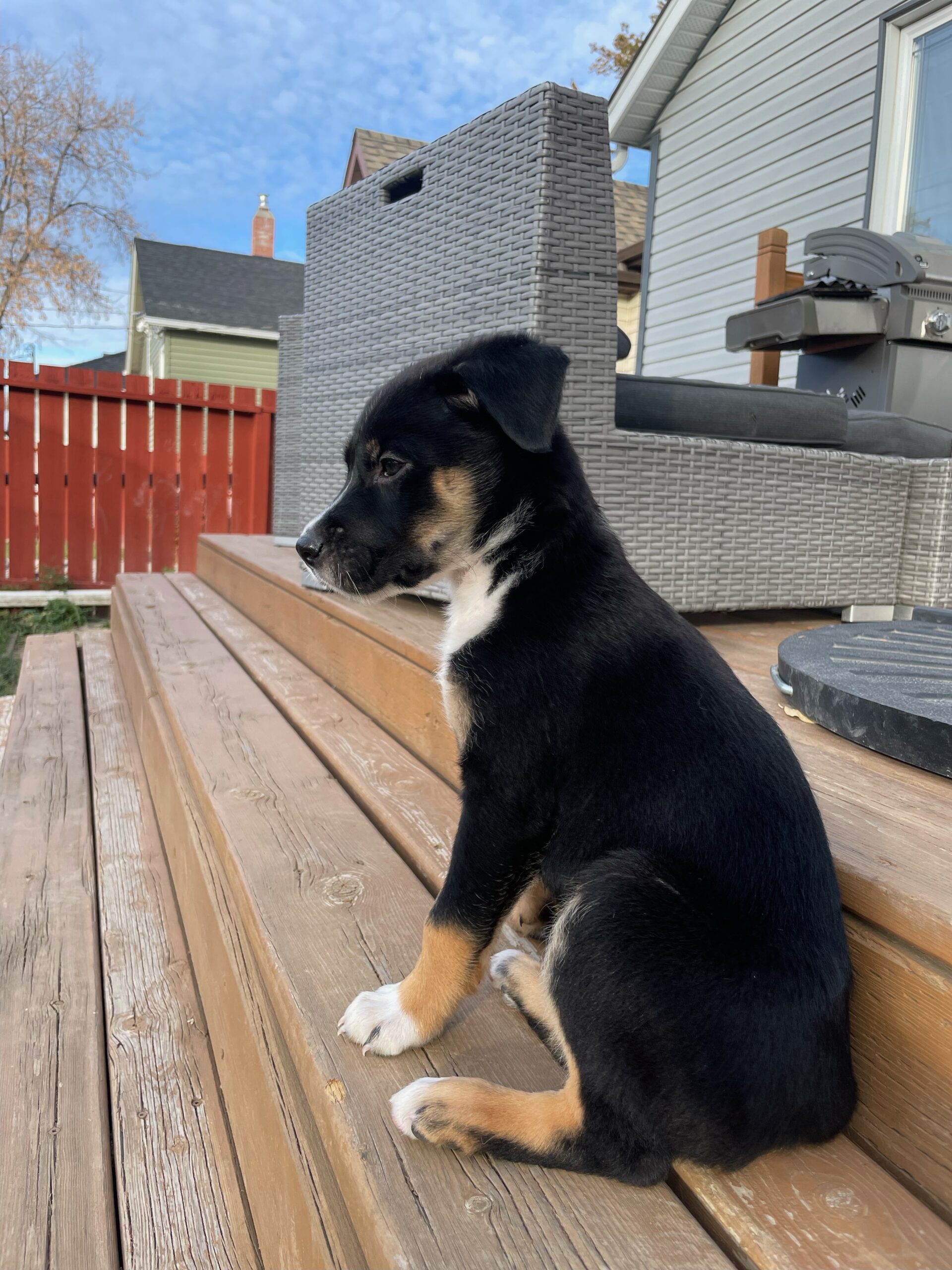 Hercule Poirot Bright Eyes Dog Rescue