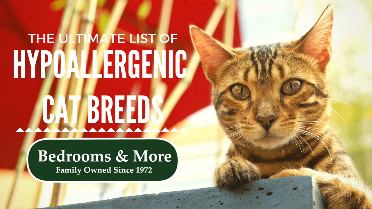 List of Hypoallergenic Cat Breeds Bedrooms & More