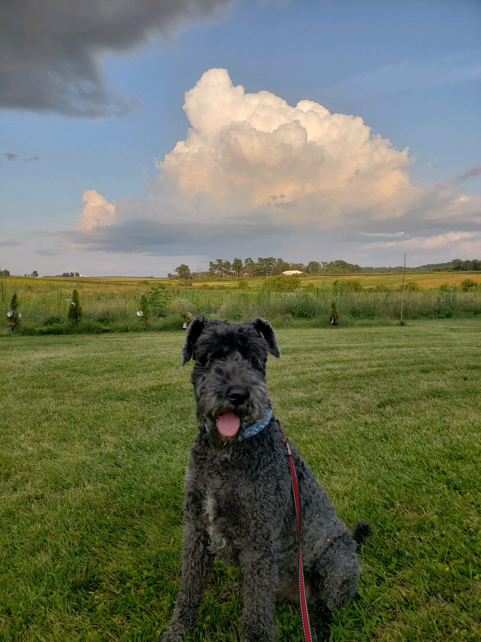 Beds and Biscuits LLC Dog Boarding Kennel Central City, Iowa