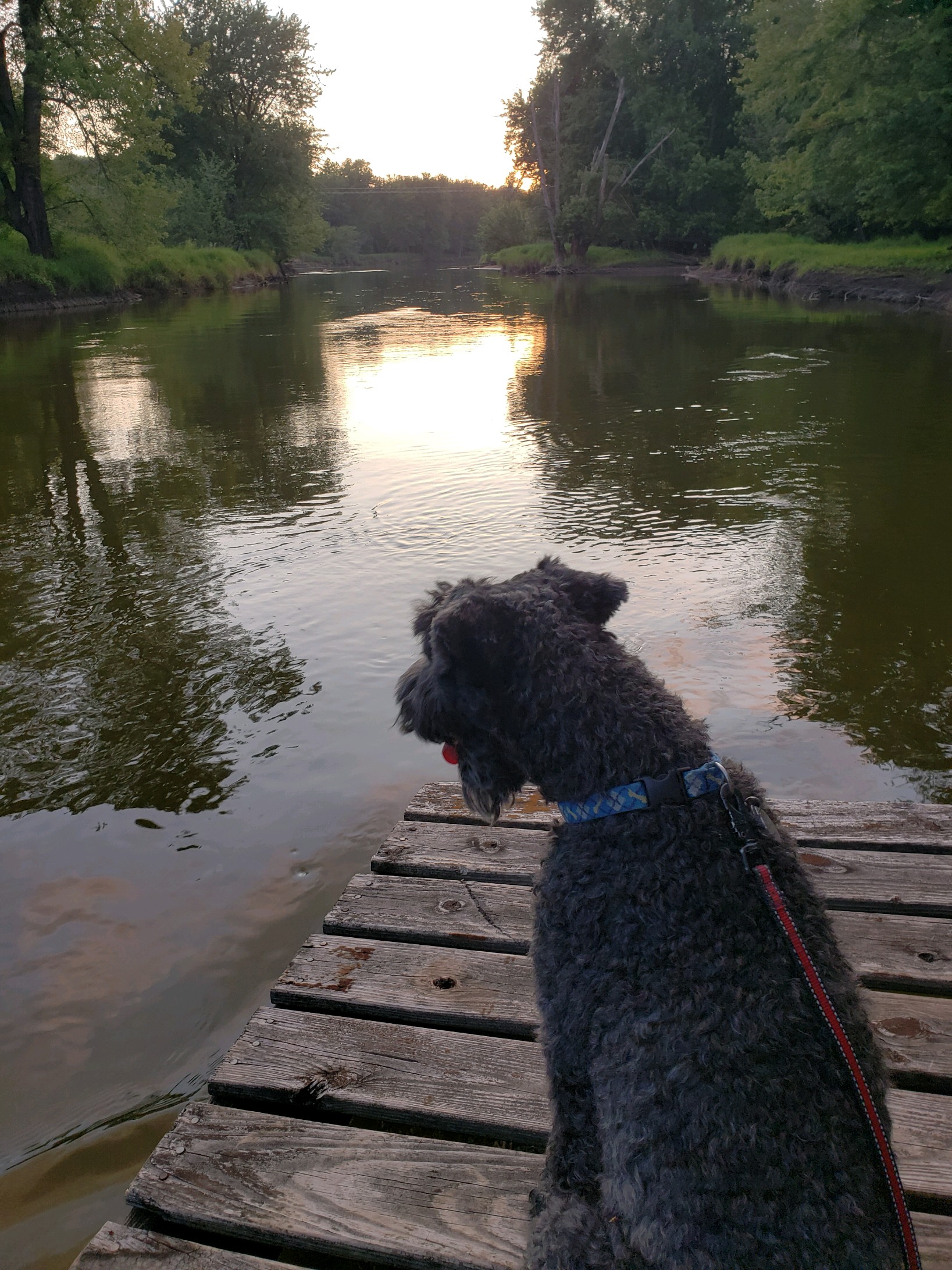 Beds and Biscuits LLC Dog Boarding Kennel Central City, Iowa