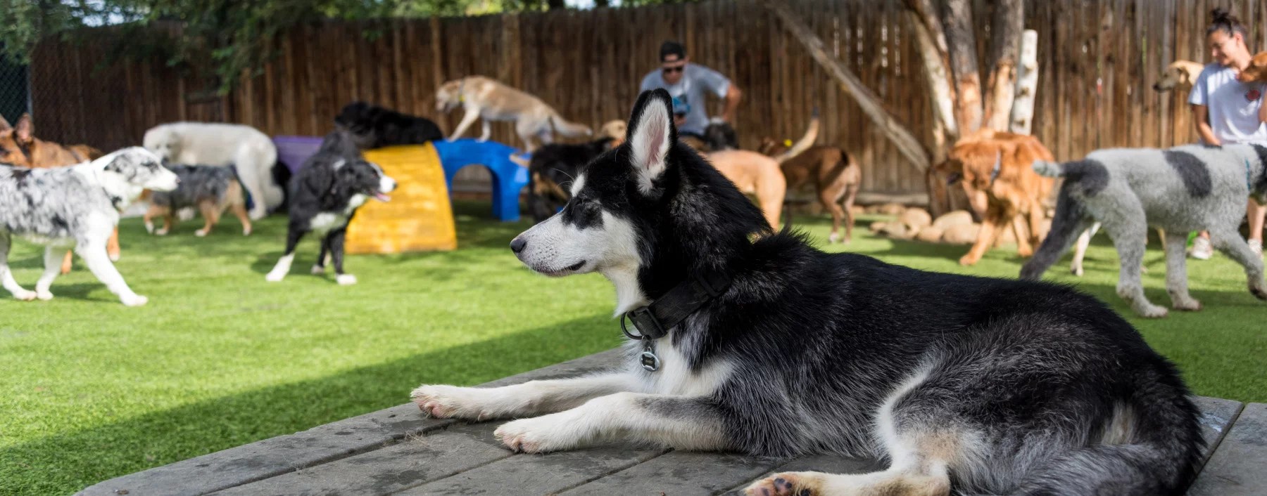 Buy One Get One Free Dog Day Care BedsNBiscuits