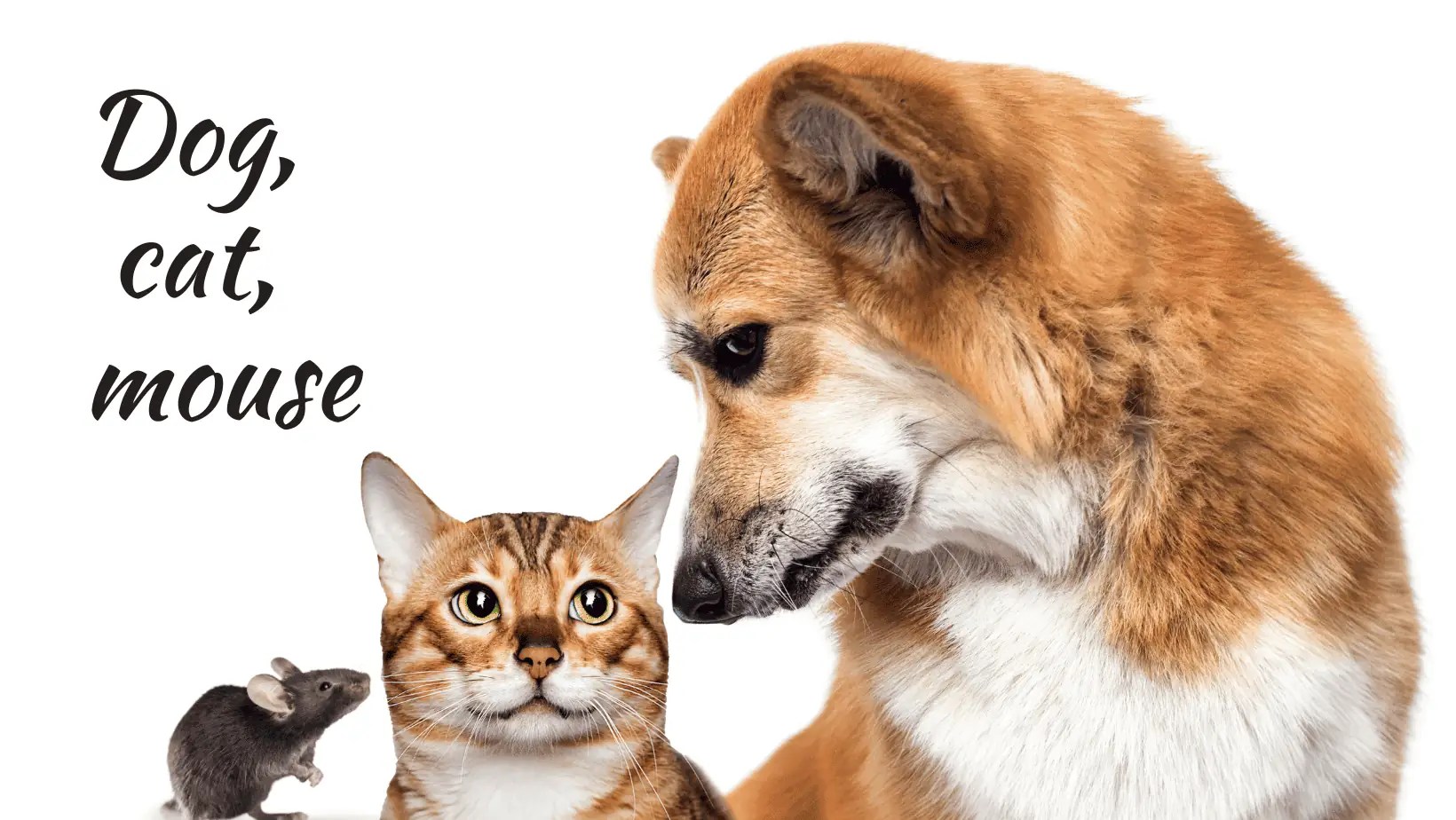 Dog, cat, mouse (folk tale) Bedtimestoriesworld