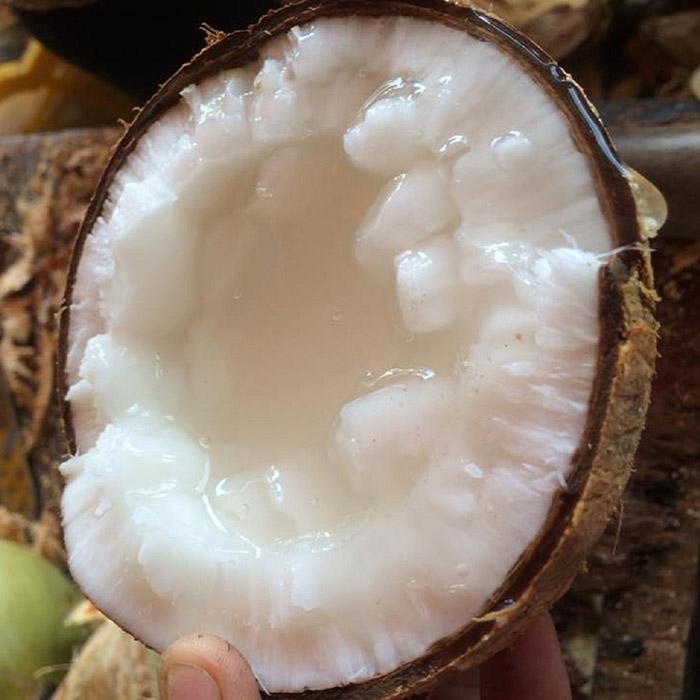 Coconut wax Product Detail