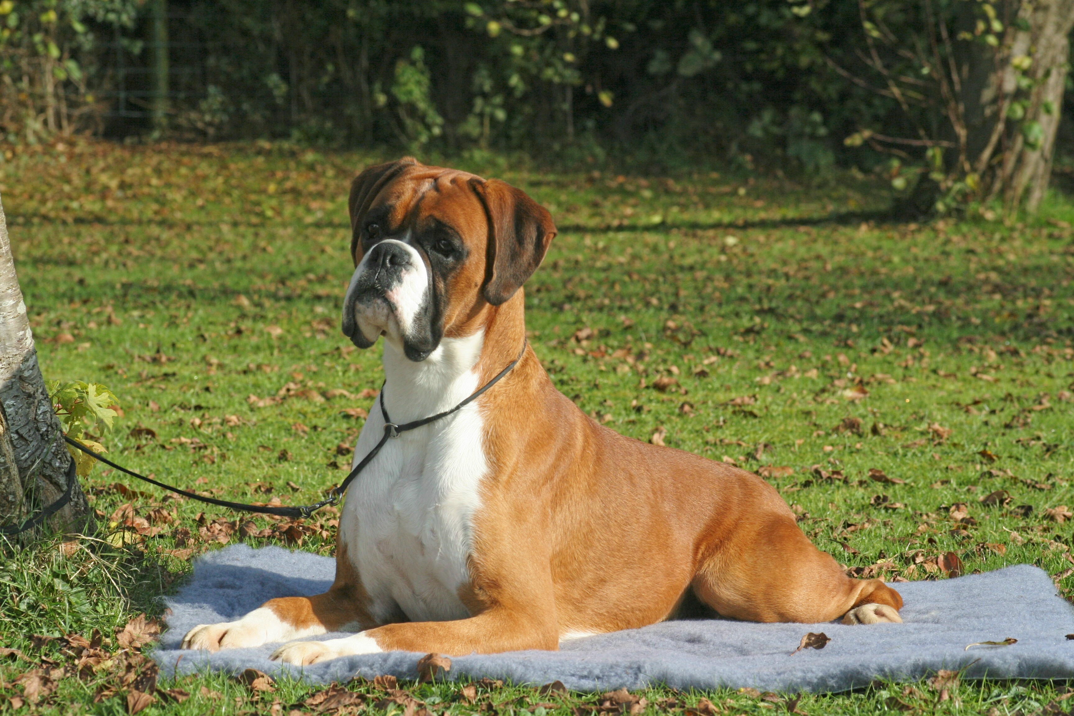 Beeann Boxers, Show Dogs & Stud Dogs Red & Brindle, Breeders of