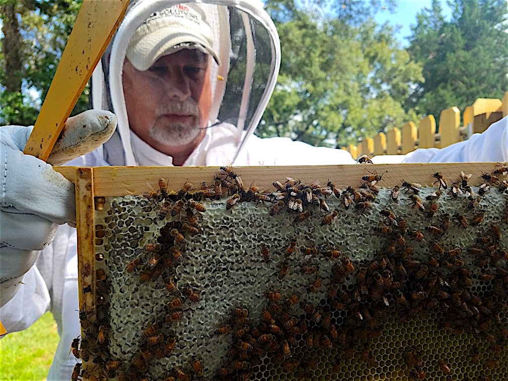 Home Local Honey From St. Augustine