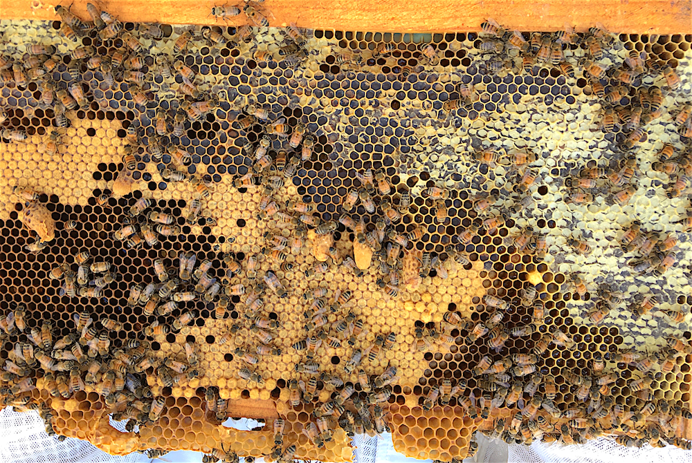 Buy Local Honey Local Honey From St. Augustine