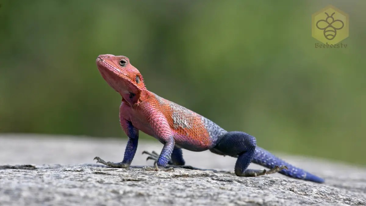 Agama Lizard The Colorful and Adaptable Reptile of Africa