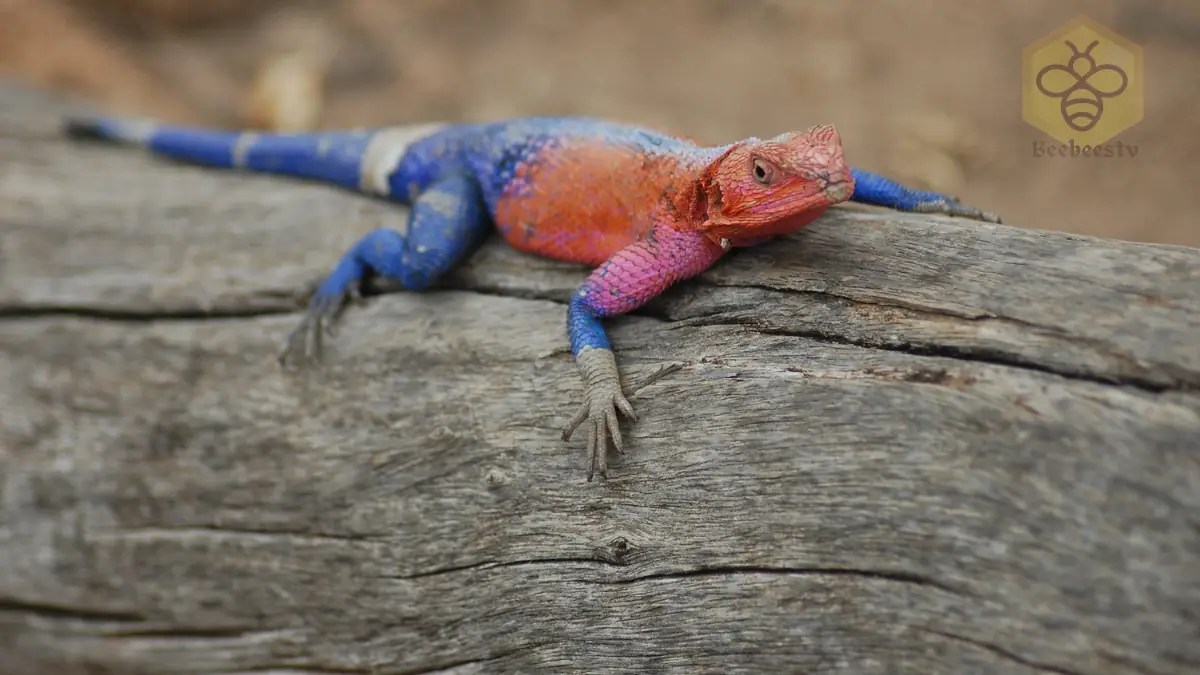Agama Lizard The Colorful and Adaptable Reptile of Africa