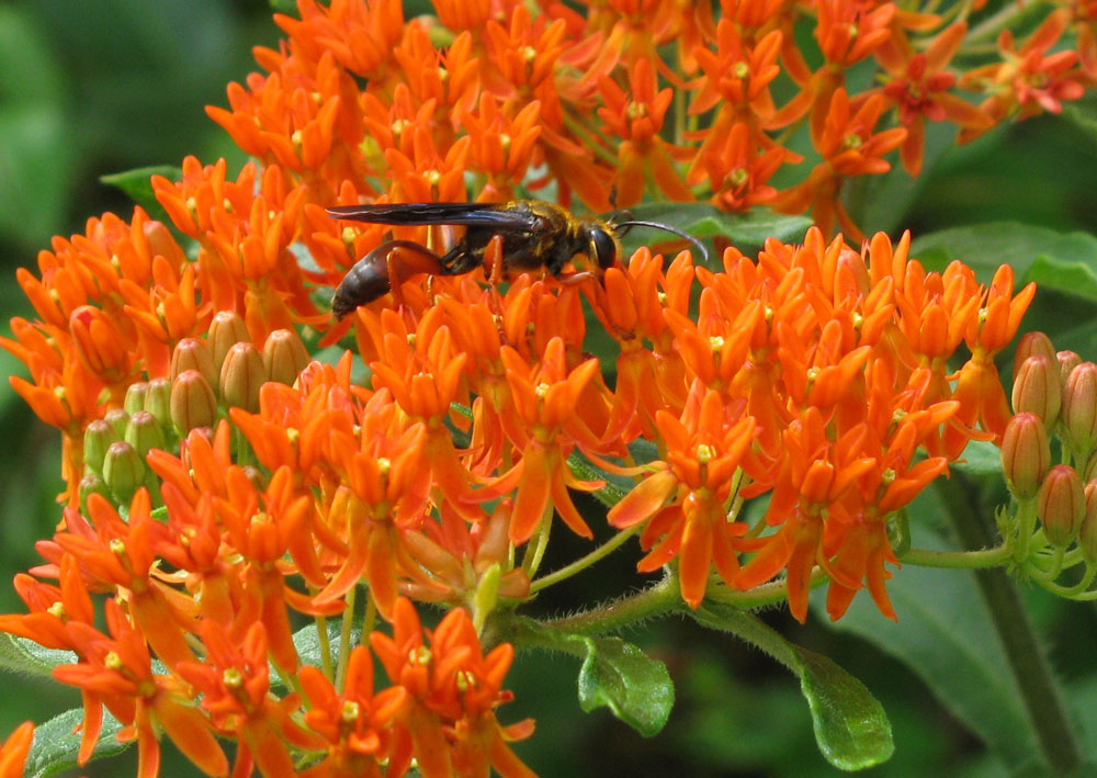 Milkweed for Monarchs....and everyone else! Beech Hollow Farms