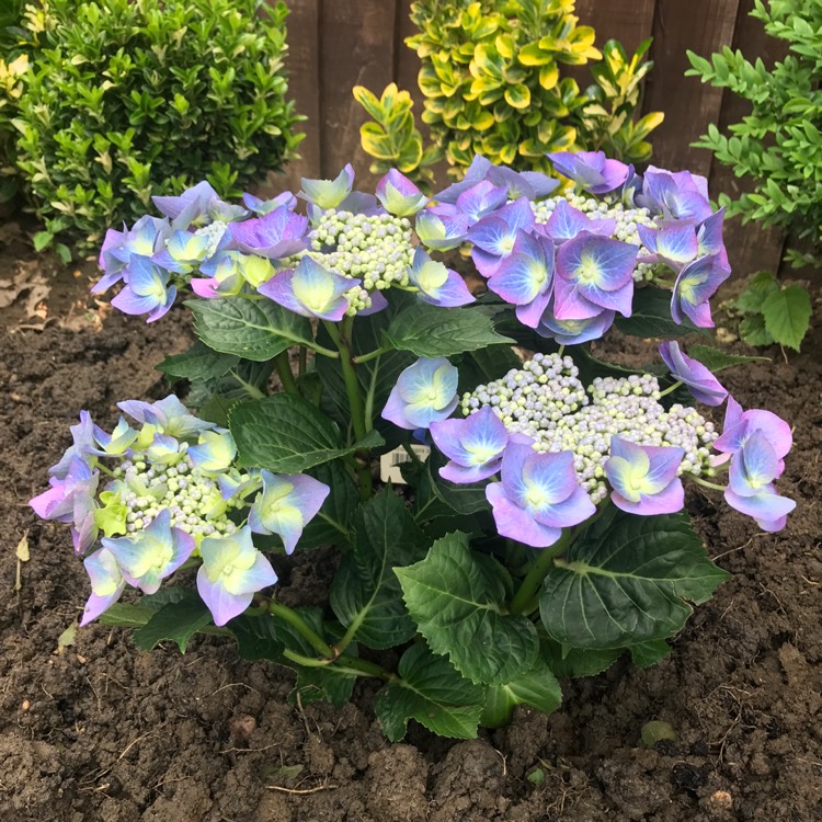 Hydrangea m. Teller Bluesky Beechmount Garden Centre