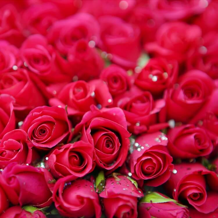 Beechmount Garden Centre in Navan for over 20 years, visit us today.