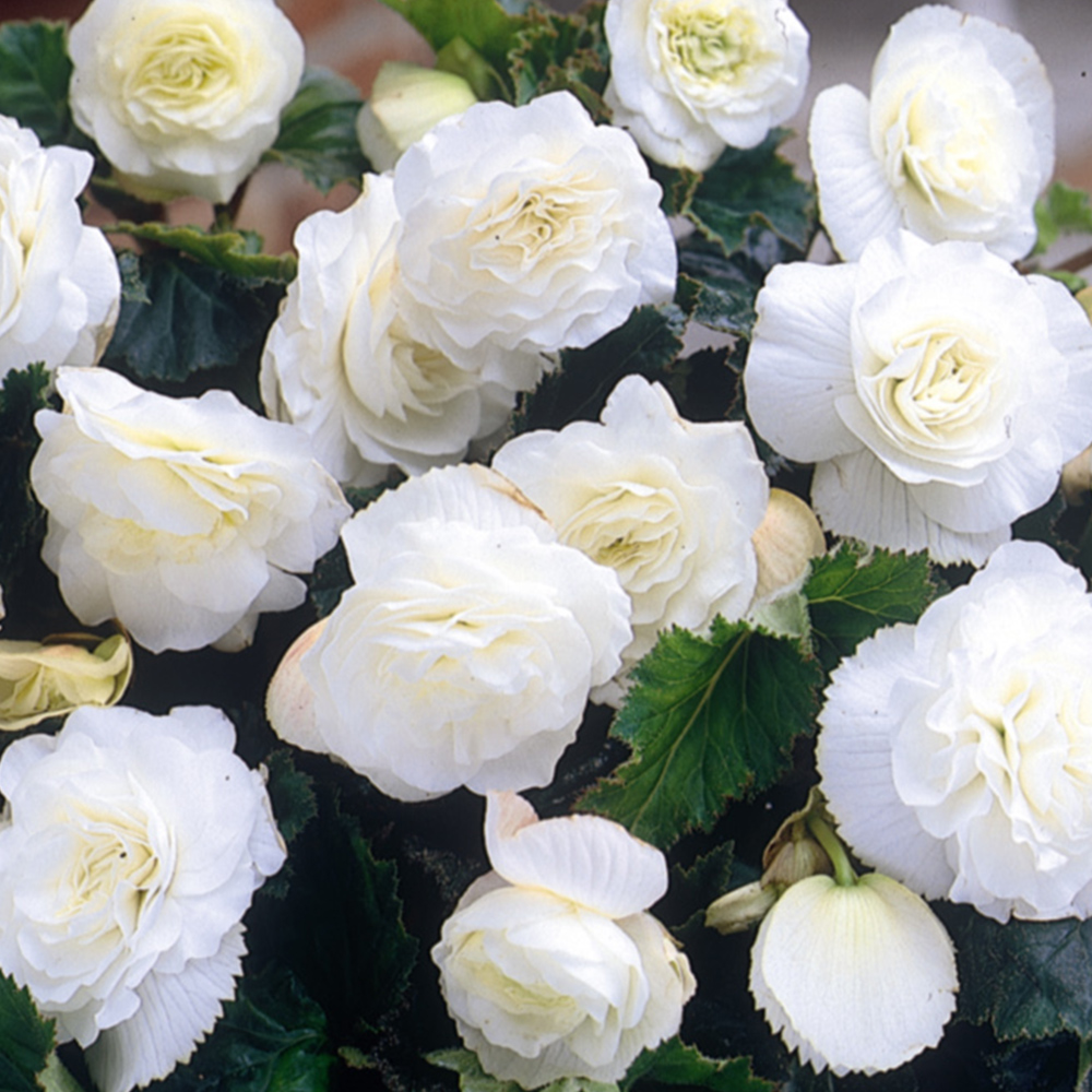 Non Stop Begonia White in Pots Beechmount Garden Centre