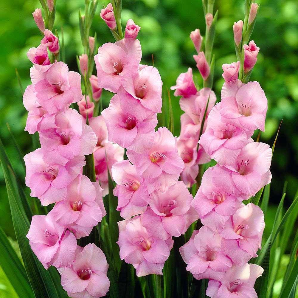 Gladioli Lge Flower Pink Prepack Beechmount Garden Centre
