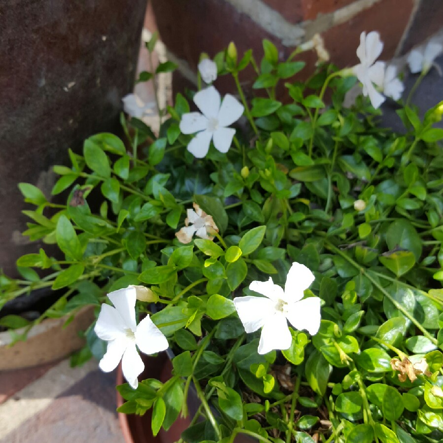 Vinca minor f. Alba Beechmount Garden Centre
