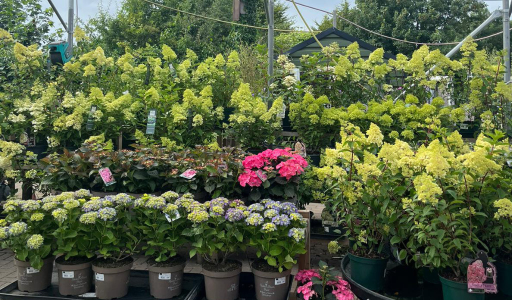 Hydrangeas Beechmount Garden Centre