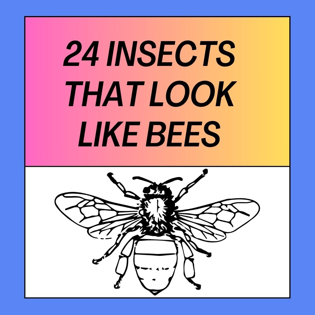 24 Insects That Look Like Bees Bee Combplex