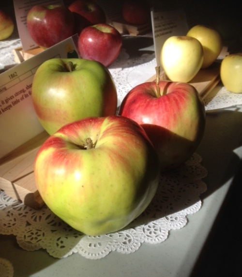 Endangered apples help save Britain's rare varieties Beediverse