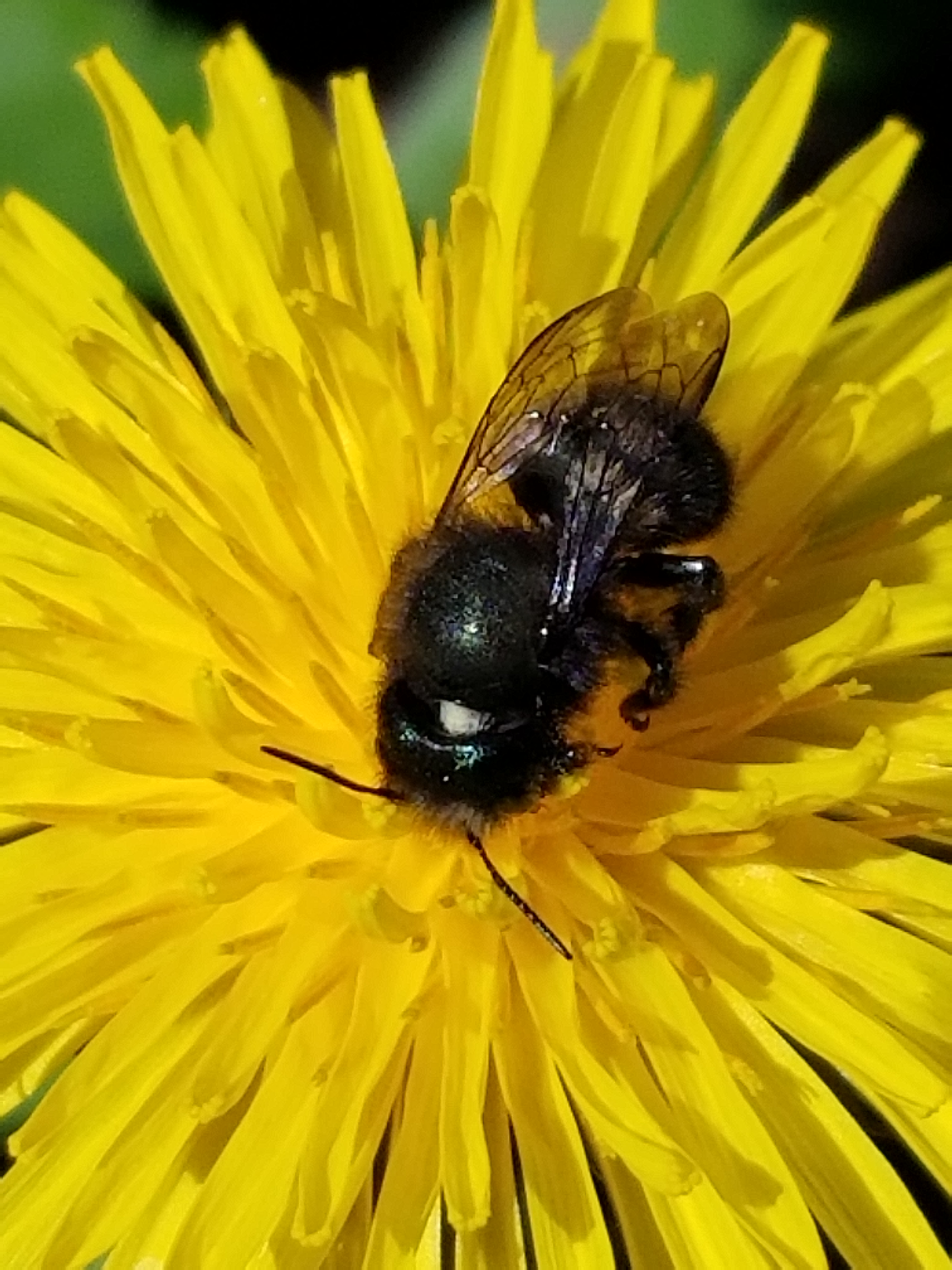 723.04 Mason Bee CocoonsOrder now for next season Beediverse Mason Bees