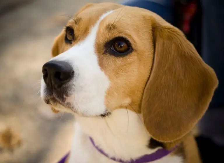 Dog breeds that start with B