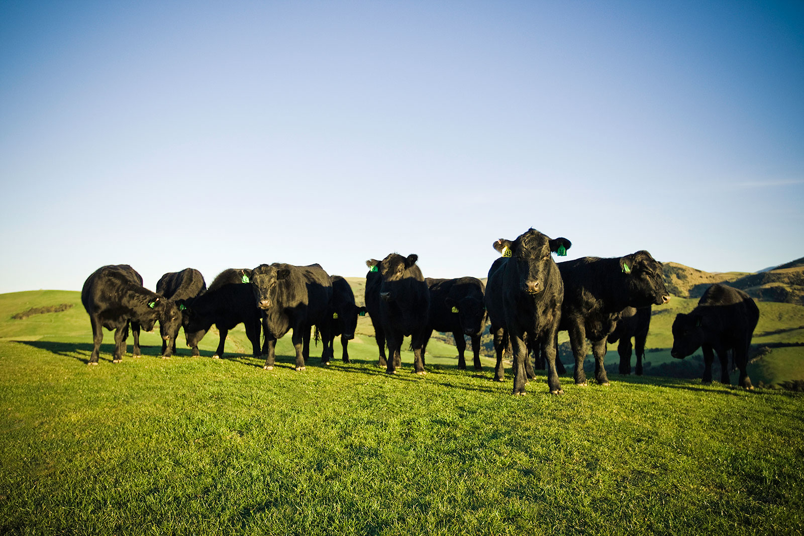 Beef Beef + Lamb New Zealand