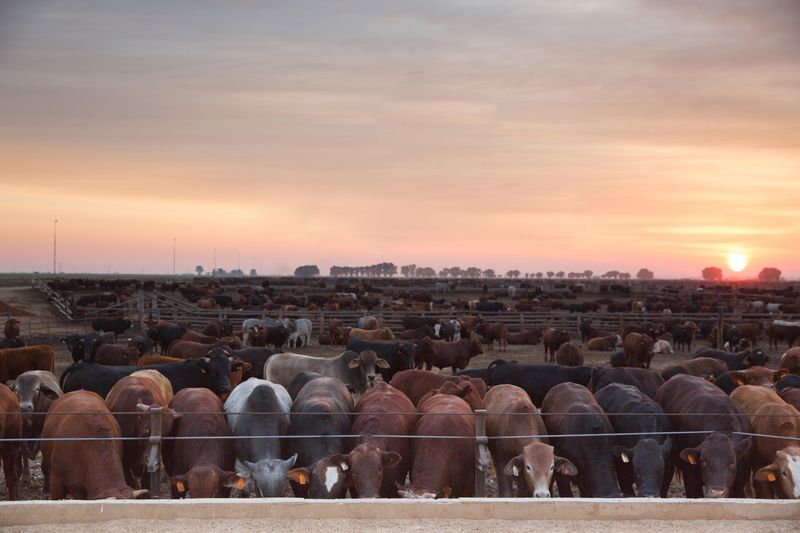 Cattle Farming Everythig You Want to Know Beefmaster