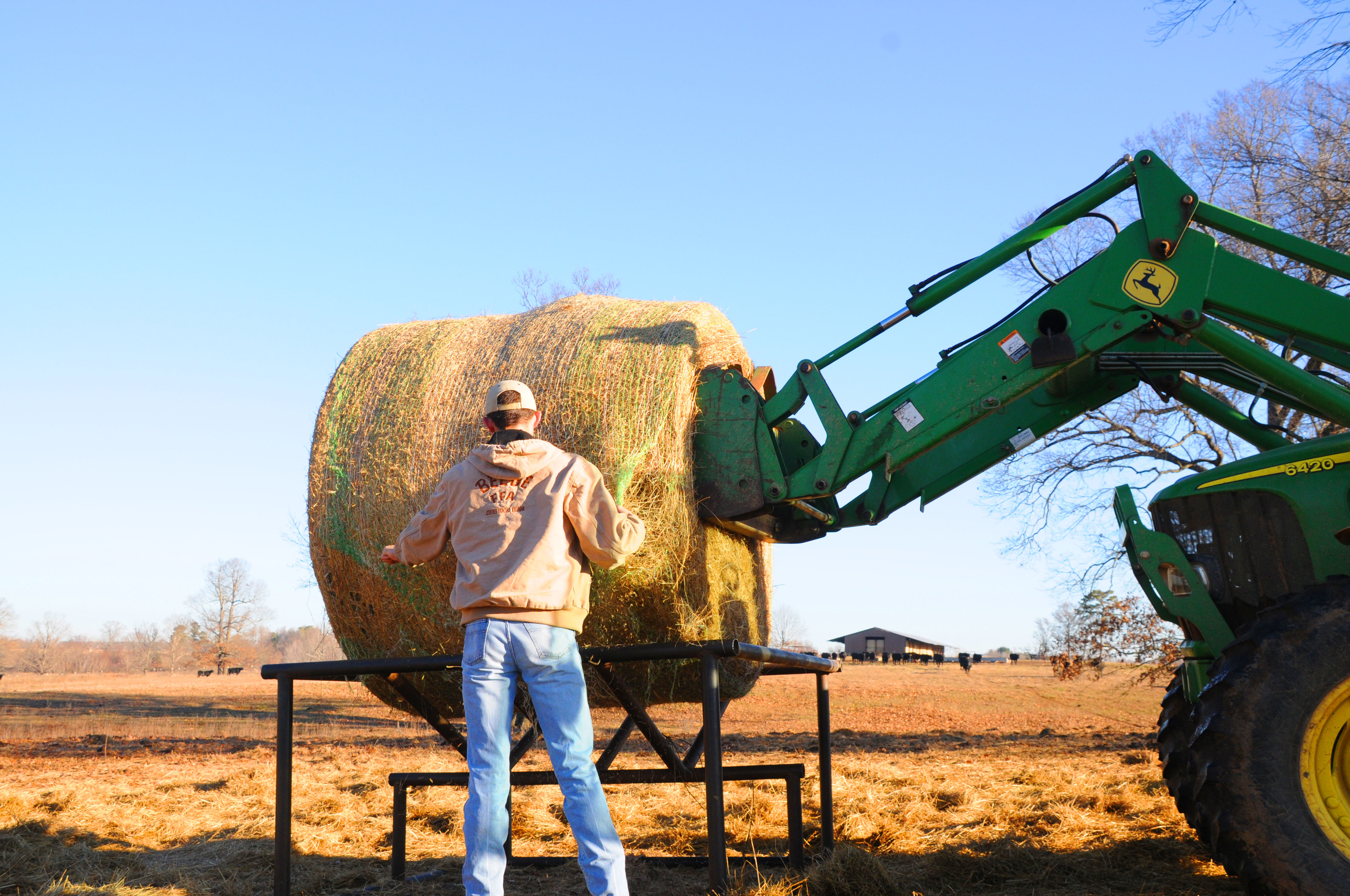 Does Feeding Pregnant Cows Impact Profitability Through Calf Finishing? Beef Runner