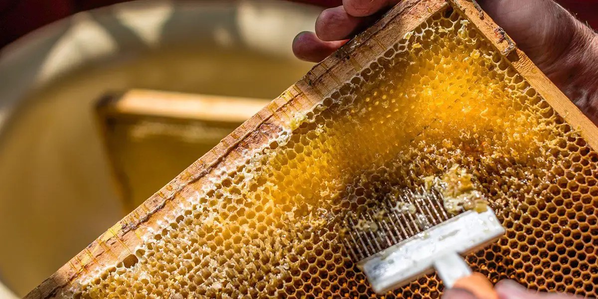 Harvesting Our Beautiful Honey Bee Good