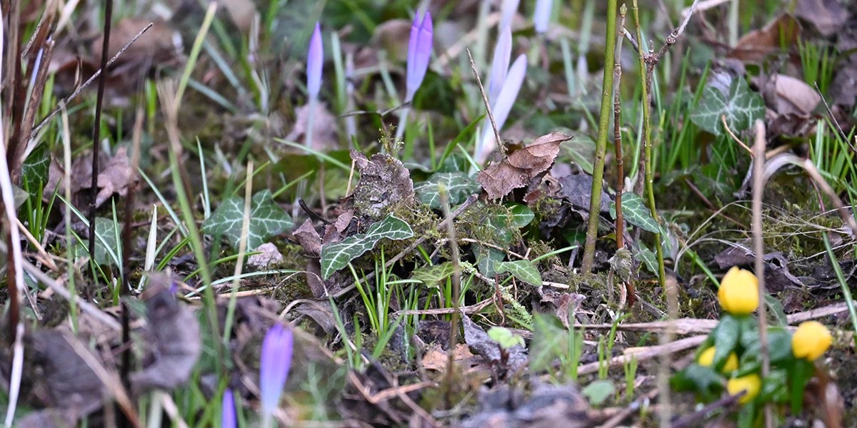 Winter Garden Tips To Help Bees in the UK Bee Good