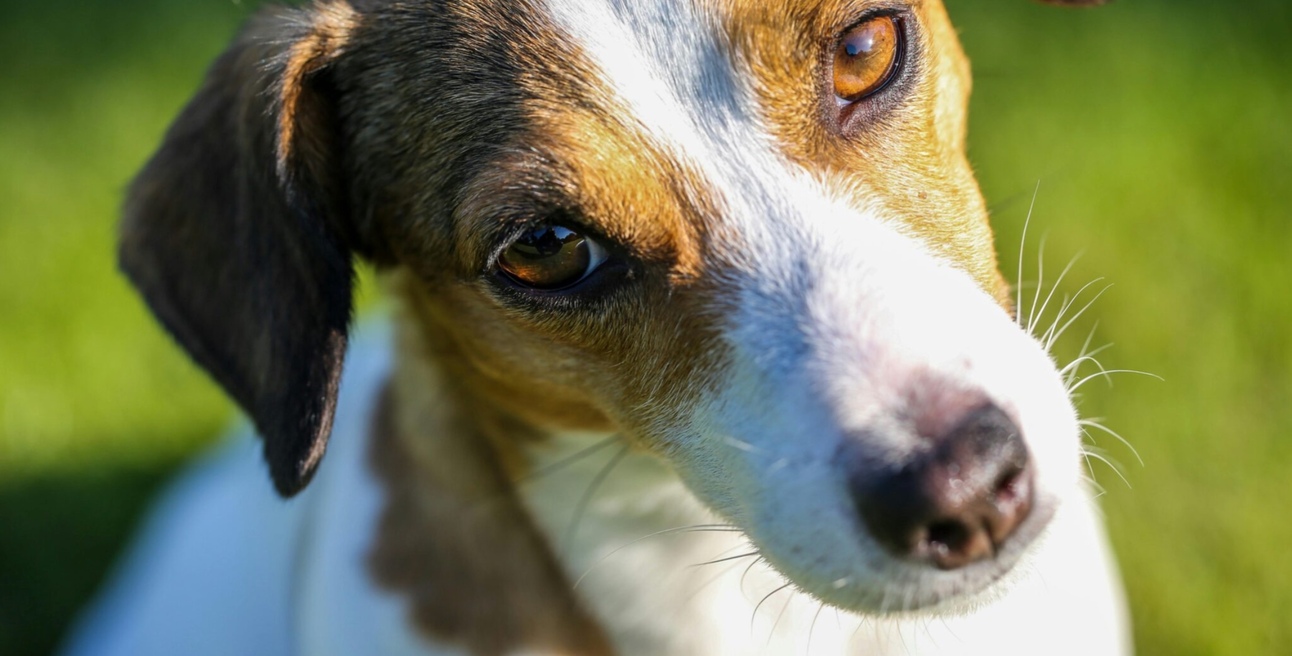 Why does your dog tilt their head?